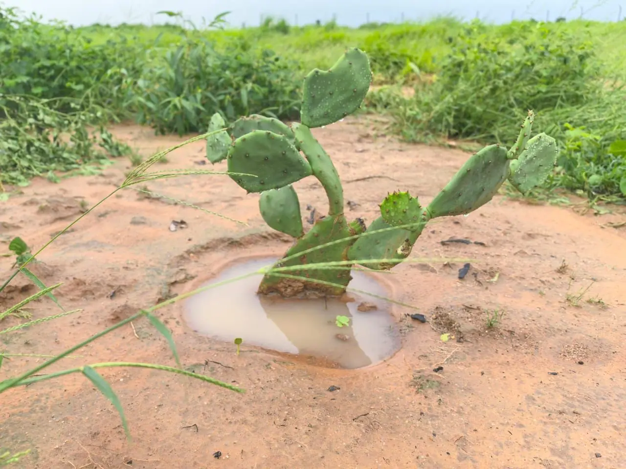 Young cactus seedling with irrigation support system