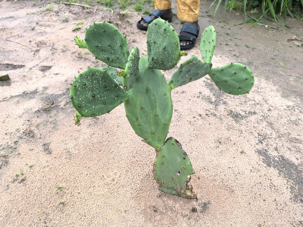Healthy opuntia cactus plant in arid conditions