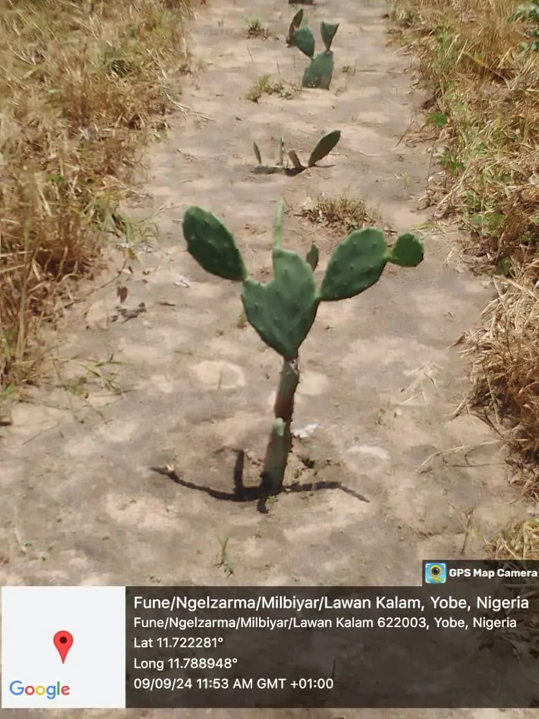 Cactus plantation rows in degraded land areas