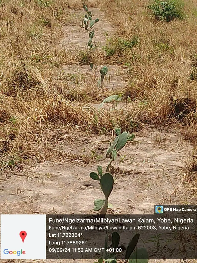 New cactus plantings in rows across dry landscape