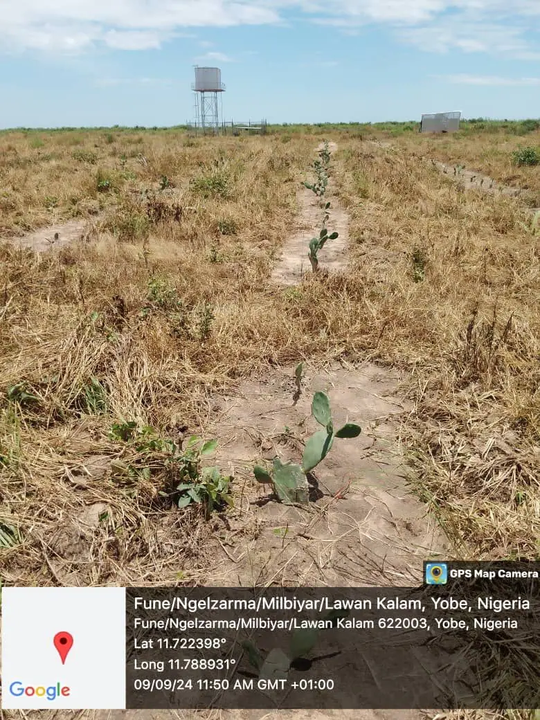 Wide view of cactus plantation site in Yobe State